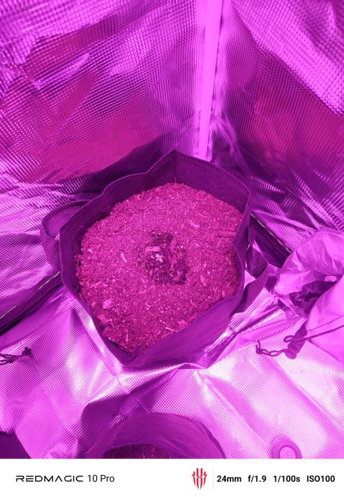 First grow. Week 0 - This is strawberry gorilla 