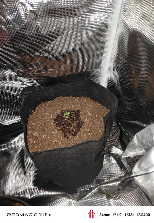 First grow. Week 2 - Strawberry gorilla 