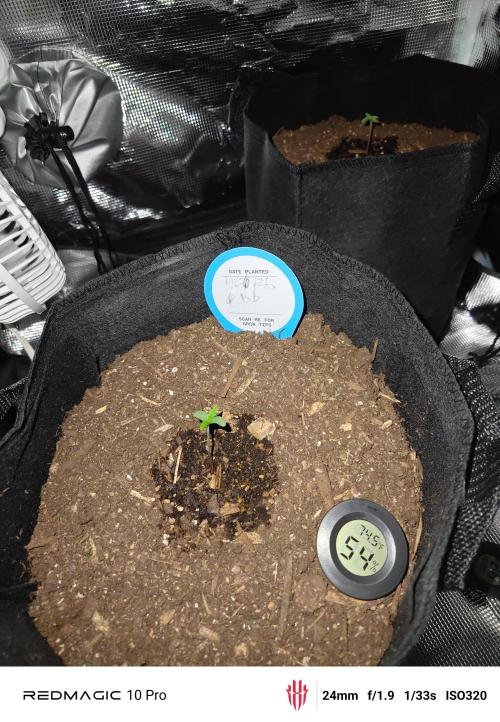 First grow. Week 2 - Bruce banner