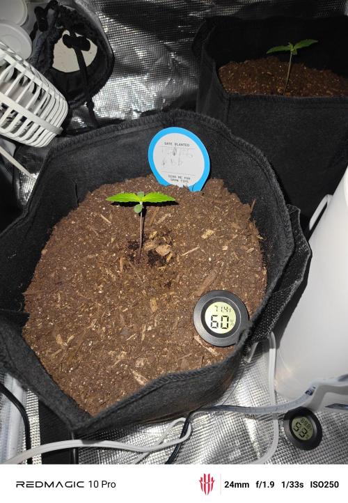 First grow. Week 2 - Day 14 and showing third row of leafs. Bruce banner 