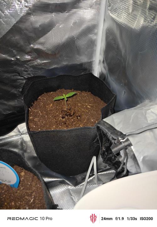 First grow. Week 2 - Strawberry gorilla growing a little faster then the Bruce banner.