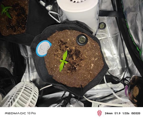 First grow. Week 3 - Bruce banner 16 days after the sprouting