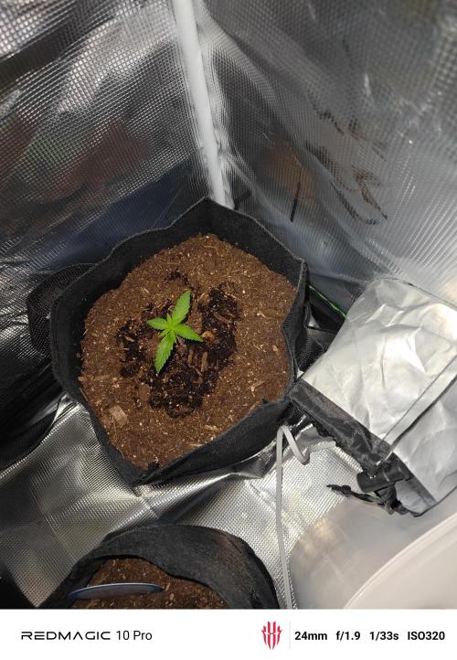First grow. Week 3 - Strawberry gorilla 16 days after sprouting 