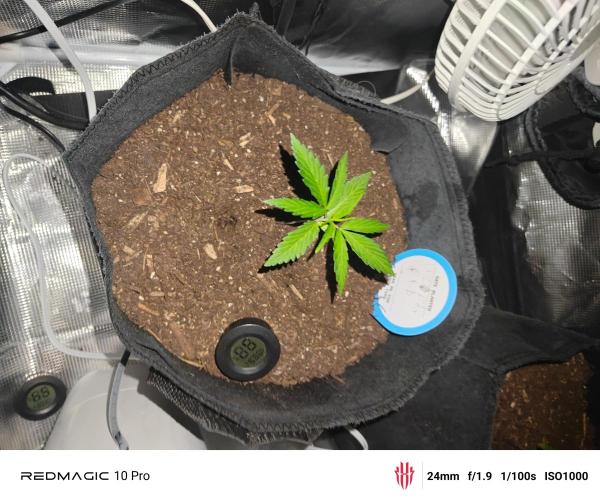 First grow. Week 4 - Bruce banner