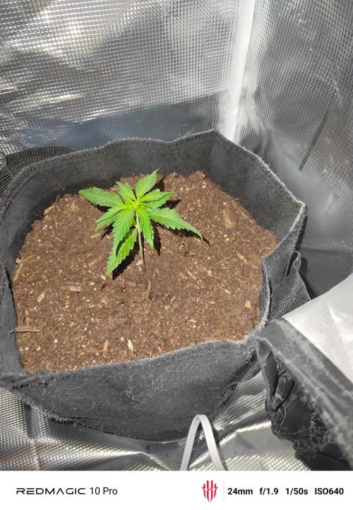First grow. Week 4 - Strawberry gorilla 