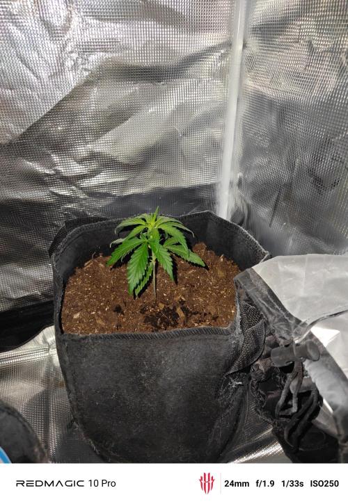 First grow. Week 5 - Looking kinda droopy and small for how far along this auto is. 