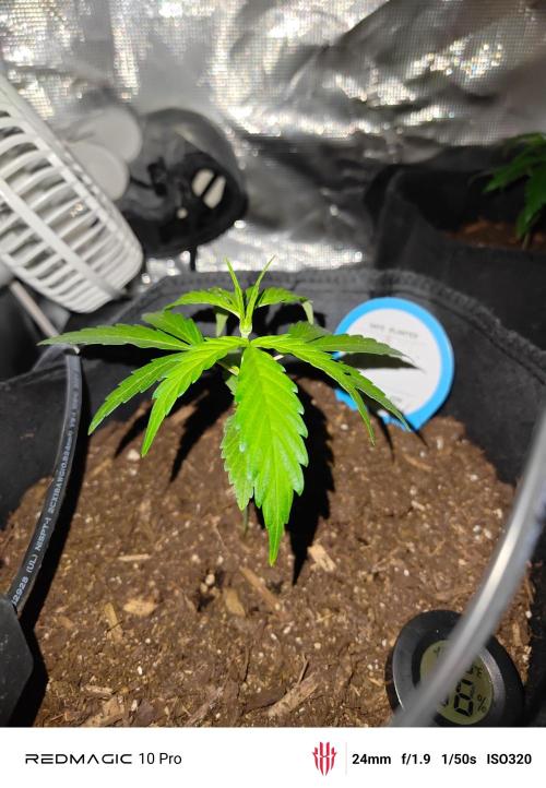First grow. Week 5 - I got a new light coming 