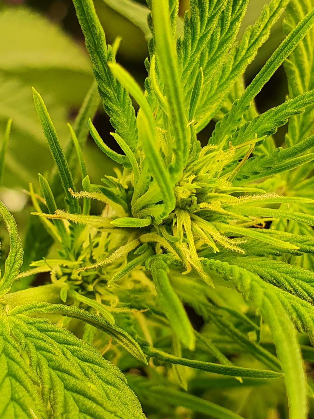 Seedsman Zkittlez Auto, Advanced Seeds Auto Pineapple Glue, Expert Seeds Glueberry Auto grow