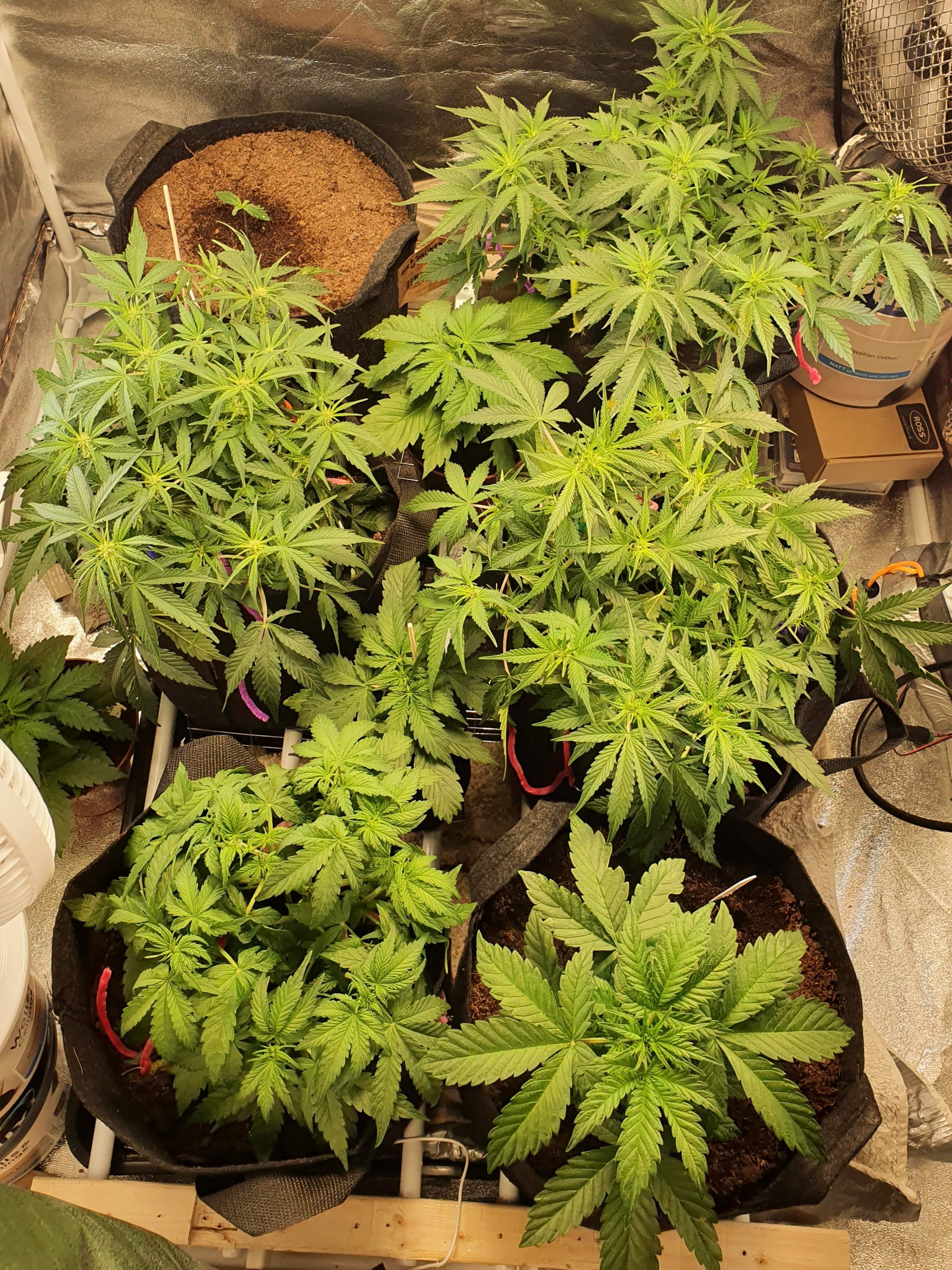 Seedsman Zkittlez Auto, Advanced Seeds Auto Pineapple Glue, Expert Seeds Glueberry Auto grow