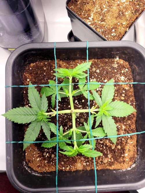 2 Round Super Skunk Automatic. Week 5 - 24 day veg