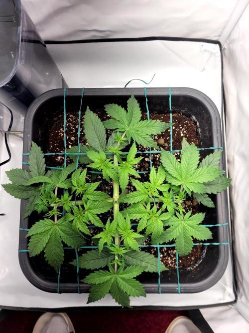 2 Round Super Skunk Automatic. Week 5 - 29 day veg