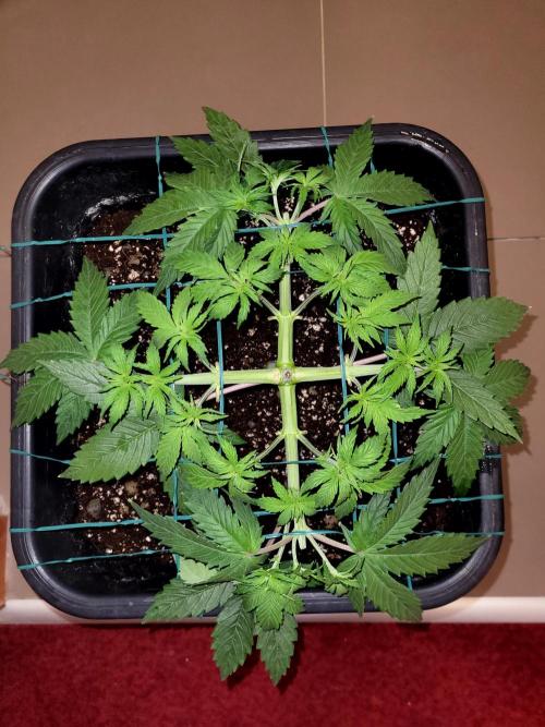 2 Round Super Skunk Automatic. Week 5 - 31 day 