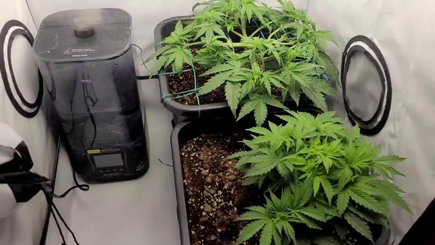 2 Round Super Skunk Automatic