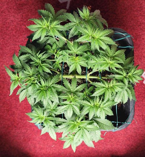 2 Round Super Skunk Automatic. Week 6 - 36 day