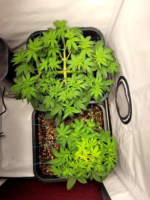 2 Round Super Skunk Automatic. Week 6 - I help them with a humidifier