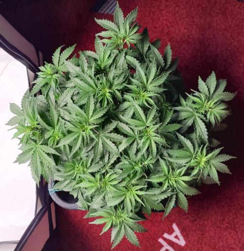 2 Round Super Skunk Automatic. Week 6 - 38 day 