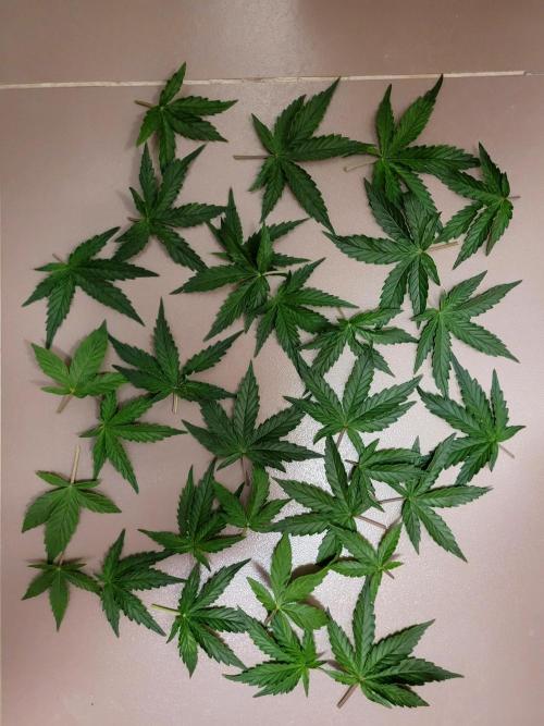 2 Round Super Skunk Automatic. Week 6 - 38 day light defoliation