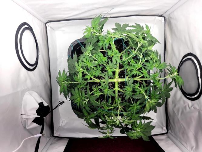 2 Round Super Skunk Automatic. Week 6 - humidifier removed, second plant also removed, no space + she was weak