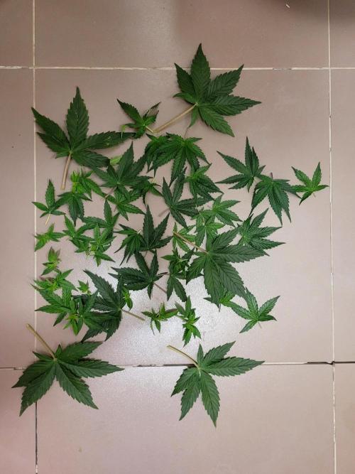 2 Round Super Skunk Automatic. Week 7 - Defoliation again, but again very light