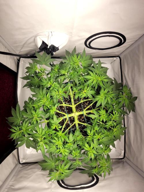2 Round Super Skunk Automatic. Week 7 - After defoliation, I'm tying my hands for a moment 
