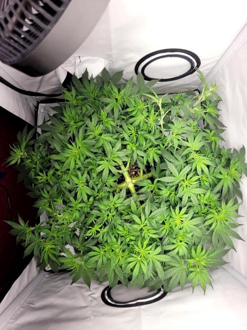 2 Round Super Skunk Automatic. Week 7 - 44 day 