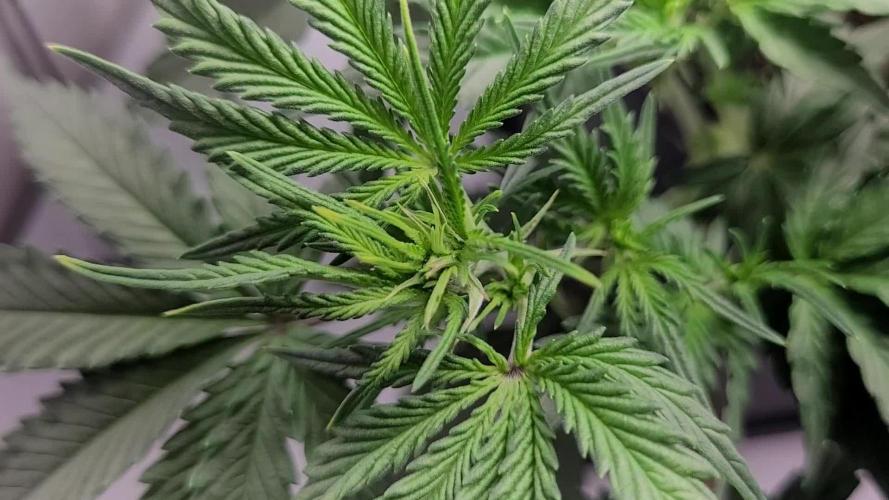 2 Round Super Skunk Automatic