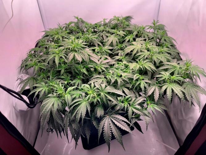 2 Round Super Skunk Automatic. Week 8 - 48 day