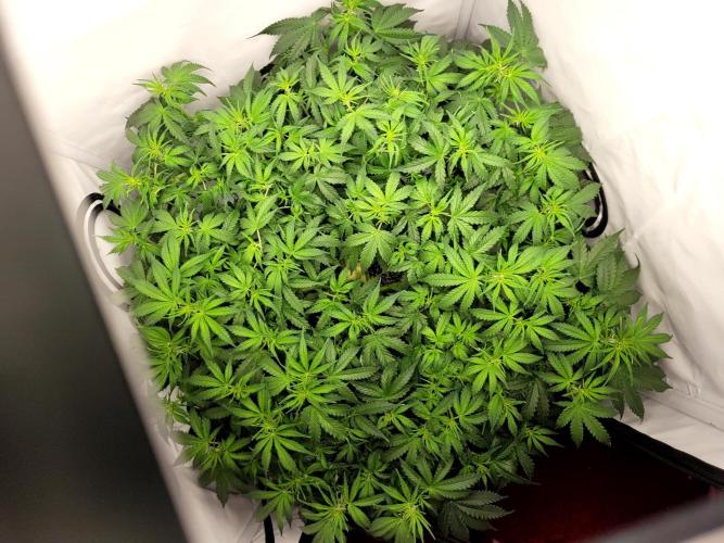 2 Round Super Skunk Automatic. Week 8 - Full house