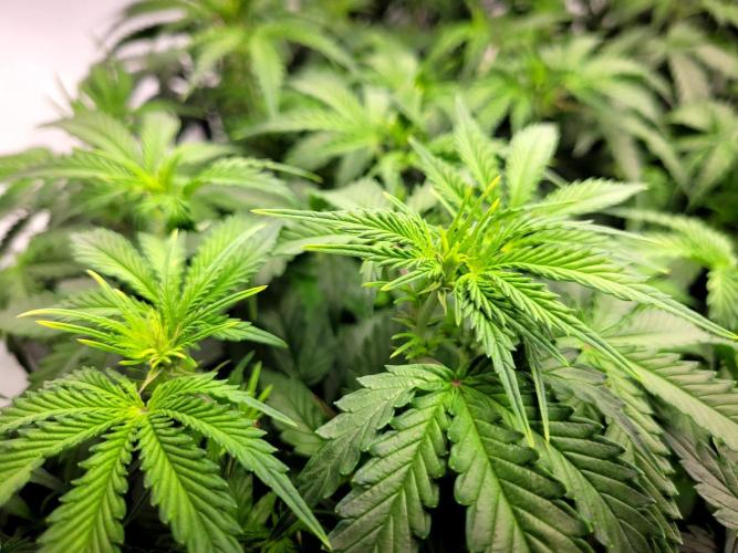 2 Round Super Skunk Automatic. Week 8