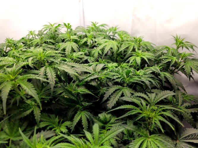 2 Round Super Skunk Automatic. Week 8