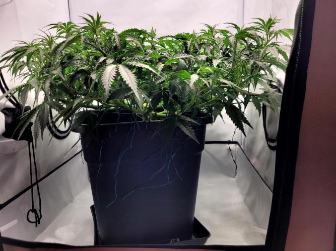 2 Round Super Skunk Automatic. Week 8