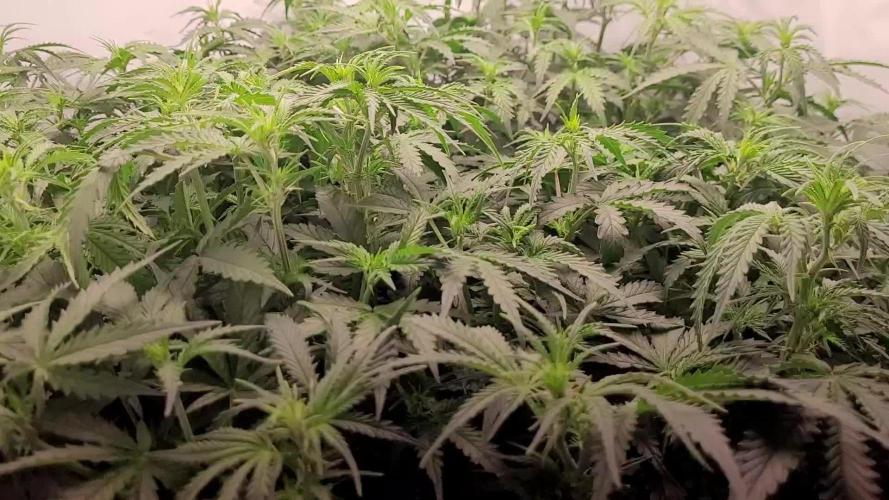 2 Round Super Skunk Automatic