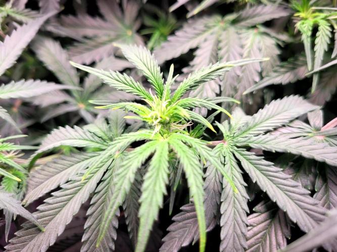 2 Round Super Skunk Automatic. Week 9