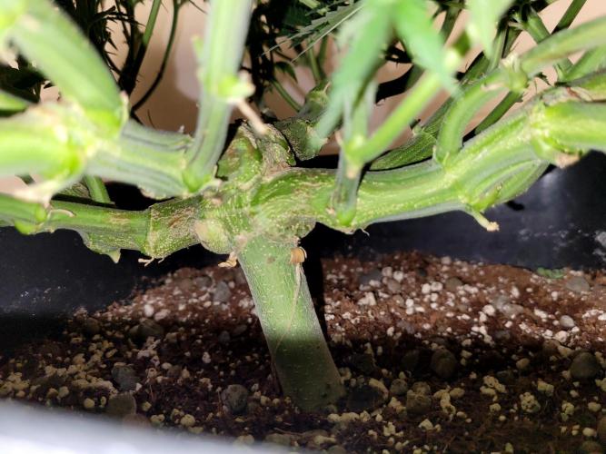 2 Round Super Skunk Automatic. Week 9