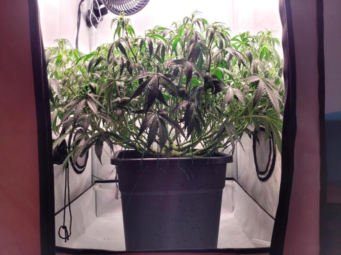 2 Round Super Skunk Automatic. Week 9 - After defoliation of the lower part and spreading branches