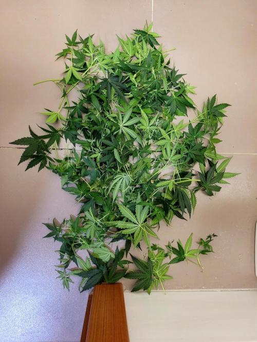 2 Round Super Skunk Automatic. Week 9 - I hope she doesn't get angry