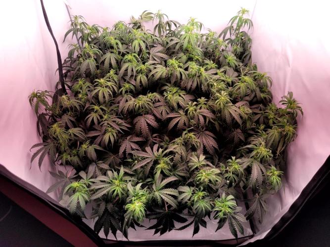 2 Round Super Skunk Automatic. Week 9 - 55 day after defoliation and spreading branches