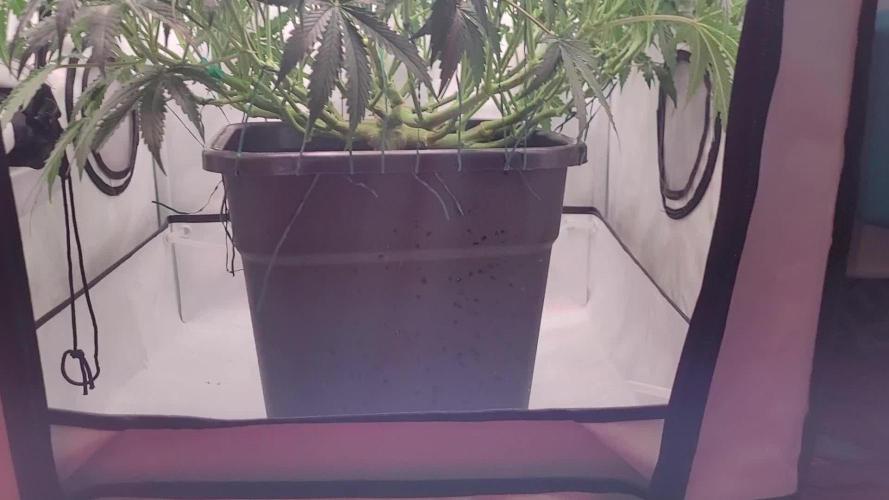 2 Round Super Skunk Automatic