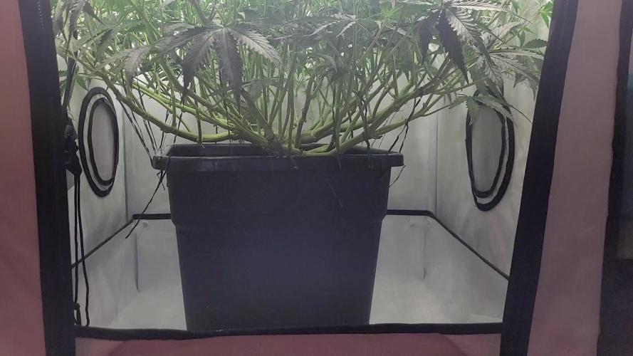 2 Round Super Skunk Automatic