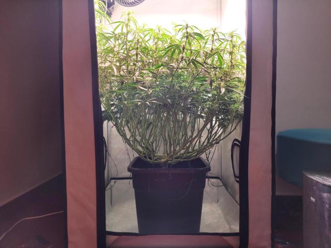 2 Round Super Skunk Automatic. Week 10