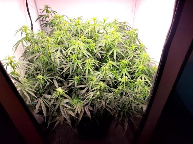 2 Round Super Skunk Automatic. Week 10