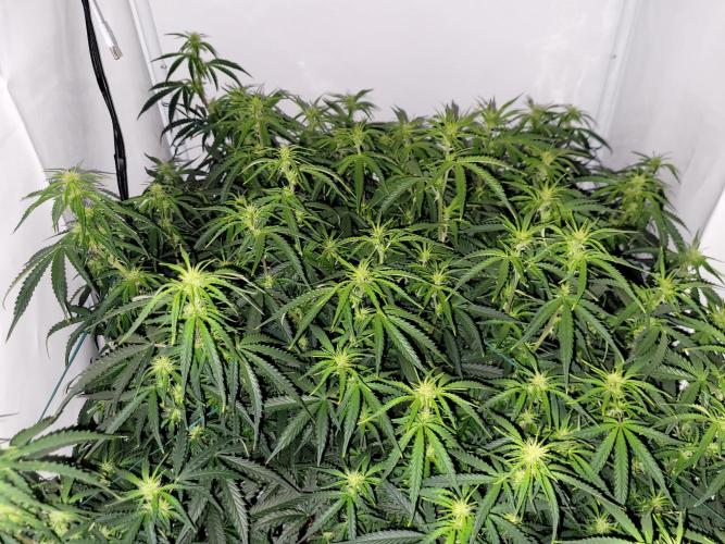 2 Round Super Skunk Automatic. Week 10