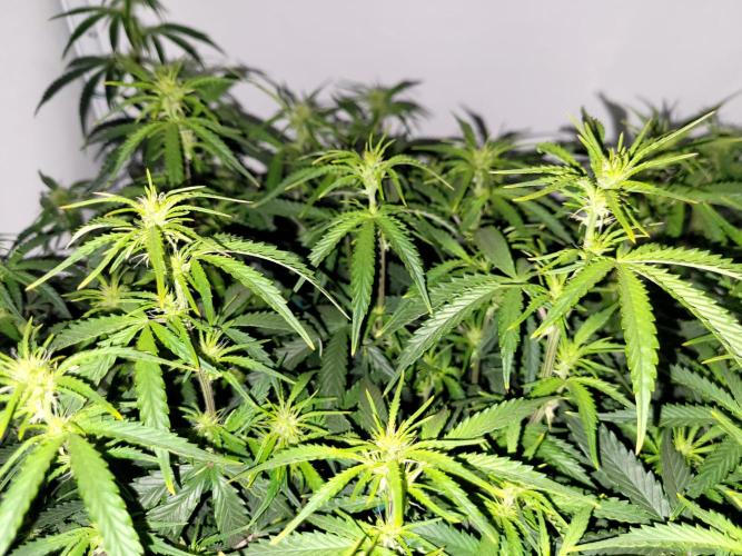 2 Round Super Skunk Automatic. Week 10