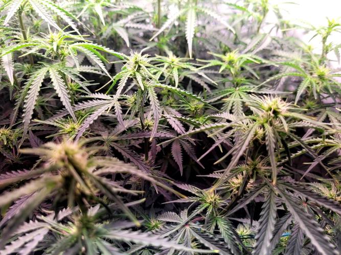 2 Round Super Skunk Automatic. Week 10