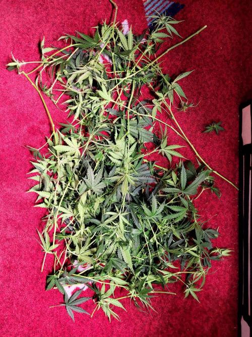 2 Round Super Skunk Automatic. Week 10 - I had to do defoliation. I hope it wasn't a mistake.