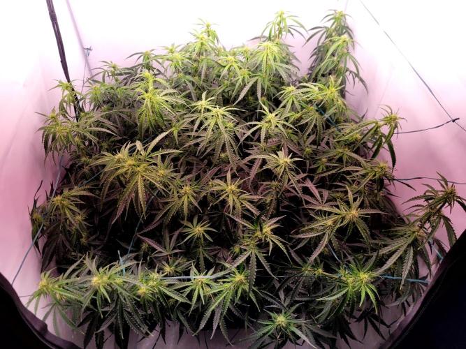 2 Round Super Skunk Automatic. Week 10 - 65 day actual foto