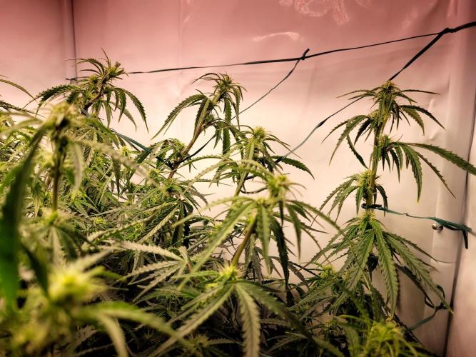 2 Round Super Skunk Automatic. Week 10 - 65 day actual foto