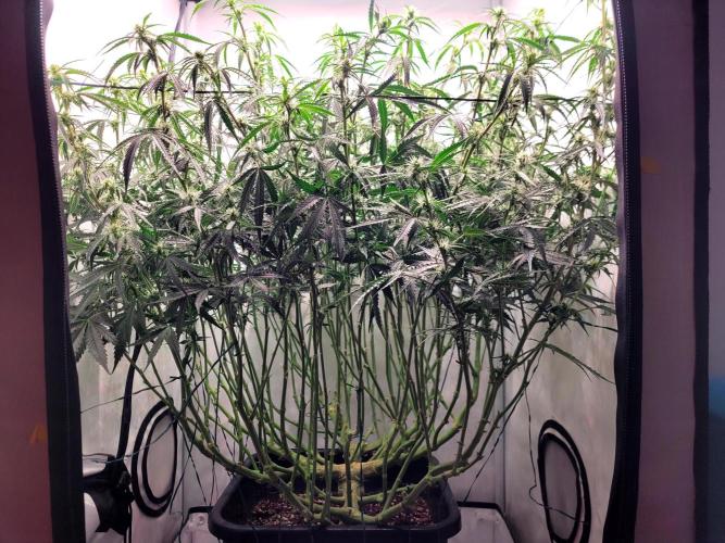 Super Skunk Automatic. Week 10