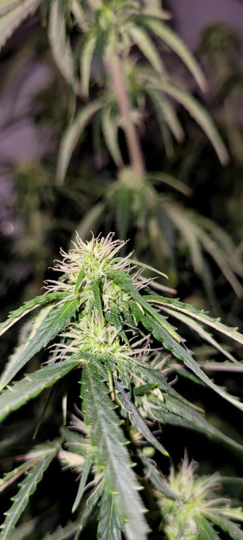 2 Round Super Skunk Automatic. Week 11