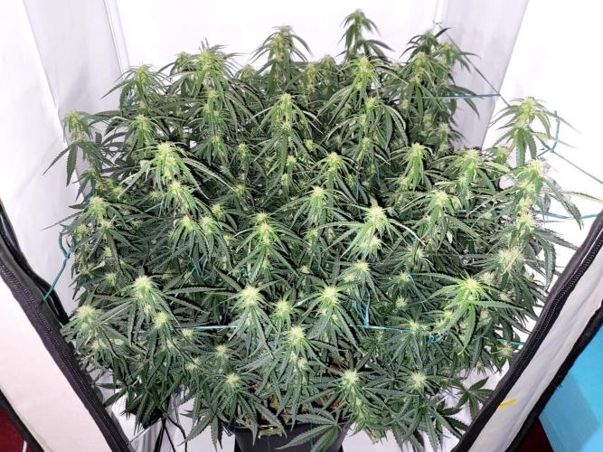 2 Round Super Skunk Automatic. Week 11 - 69 day actual
